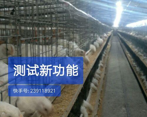 快手养鸡的关键词有哪些？如何通过关键词吸引养殖爱好者？